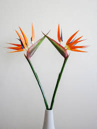 Orange Bird Of Paradise Houseplant Bird Of Paradise Care 101 Because The Fiddle Leaf Fig Is So Last Year In 2020 Paradise Plant Birds Of Paradise Plant Fiddle Leaf Fig