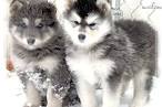 Wolf Hybrid - Are You Ready For A Wolf Dog Hybrid?