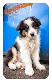 Australian Shepherd Puppy In The Sammamish Plateau Australian Shepherd Australian Shepherd Puppy Aussie Dogs