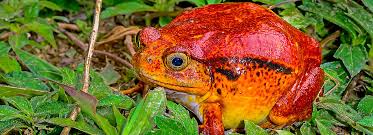 What is the best pet frog? Chubby Frog Tomato Frog Care Sheet Supplies Petsmart