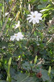 Zara gardenia + orchid set for women * 2 x 1.0oz (30ml) edp spray new & sealed. Gardenia Thunbergia Forest Gardenia Buy Seeds At Rarepalmseeds Com