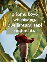Berikut kumpulan kata bijak jawa dan pepatah kuno jawa yang sangat inspiratif bagi 50+ kata kata bahasa jawa lucu + artinya terbaru 2020, dijamin ngakak! 40 Kata Kata Mutiara Cinta Bahasa Jawa Sarat Makna Sebagai Renungan Hot Liputan6 Com