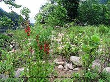 Image result for Asclepias graminifolia