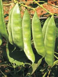 Image result for Dolichos lualabensis