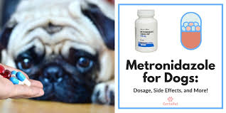 Dosages for drugs commonly used in treating cats & dogs. Metronidazole For Dogs Dosage Side Effects And More Certapet