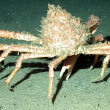 Image result for Embelia libeniana