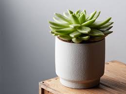 The only plants to make an exception are those often, however, an excess of water or nitrogen in the soil can cause the black rot that often affects cacti: How Often To Water Succulents Plant Index