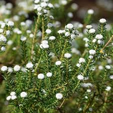 Image result for Phylica