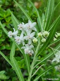 Image result for Gomphocarpus semilunatus
