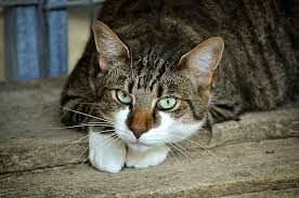 She may meow day and night, and her vocalizations may even sound closer to yowls or moans. 7 Ways To Calm A Cat In Heat With Pictures Excited Cats