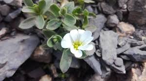 Image result for Cerastium indicum