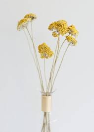 Pack Of 12 Dried Natural Coastal Yarrow Achillea Wedding Centerpieces Wedding Flower Arrangements Wedding Flowers