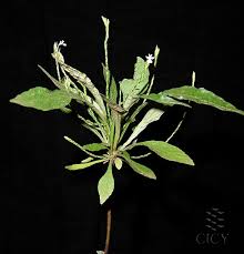 Image result for Elytraria