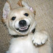 Funny animal picture quotes for facebook image quotes at. Funny Animal Memes Photos Facebook