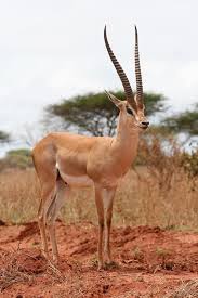 Maybe you would like to learn more about one of these? Gazelle Kenya Safari Afrika Pikist