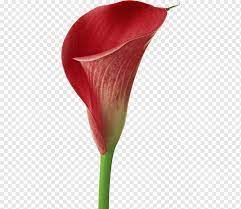 Flowers are a great way to make a highly yellow calla lily wrist corsage yellow calla lily with ivory | etsy. Arum Lily Flower Lilium Callalily Lilium Flower Stock Photography Png Pngwing