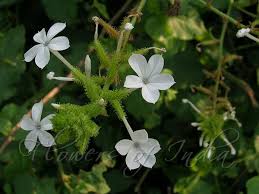Image result for Plumbago zeylanica