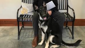 Joe biden is president of the united states. Gnvdd Presidentiele Hond Major Krijgt Indoguration Animals Today