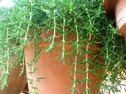 Image result for rosemary container