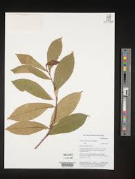 Image result for Acridocarpus chloropterus