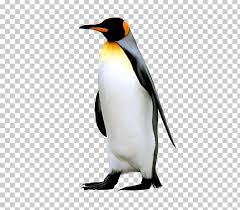 All antarctica clip art are png format and transparent background. King Penguin Antarctica Emperor Penguin Png Clipart Animal Animals Antarctic Antarctica Antarctic Penguins Free Png Download