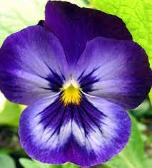 Pansies Are Tough You Ve Probably Heard Of Zone Denial Planting Things That Are Marginally Winter Hardy In An Area Pansies Flowers Purple Flowers Pansies
