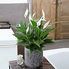 When picking funeral flowers there are a few things to keep in mind. Forever In Heart