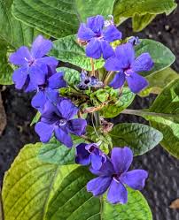 Image result for Eranthemum pulchellum