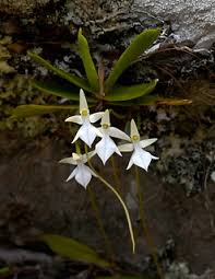 Image result for Eulophia livingstoneana