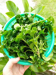 Bayam bisa tumbuh di lingkungan dengan ketinggian sampai 1000 meter dari permukaan laut. Baja Ezigrow Cara Menanam Bayam Brazil Facebook