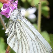 Image result for Mohria marginalis