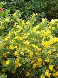 Image result for Reinwardtia indica