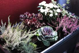 Bulbeuse d'automne, une caractéristique commune : Jardiniere D Automne Quelques Idees Pour Egayer Son Balcon Happiness Maker