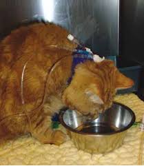 Some people experience labor symptoms, such as. Pathophysiology And Treatment Of Kidney Disease In Cats The Veterinary Nurse