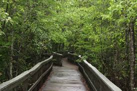 Nature can relax you, thrill you, scare you, or enlighten you. Nature Peaceful Green Path Choice Free Image From Needpix Com