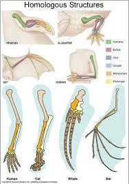 Homologous Structures Biology Lessons Biology Classroom Science Biology