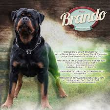 Sitemiz Hizmetiniz De Rottweiler Ciftligi Artik Sizlere Rottweiler Cinsi Kopekler Hakkinda Bilmediginiz Her Seyde Yardimci Olacak Rottweiler Dog Show Kopek
