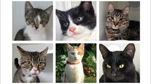 If you are interested in adopting please see our adoption page for more details. New York City Animal Shelters Overflowing With Cats Abc7 New York