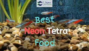 Best Food For Neon Tetra Fish Top 5 Review Aqua Movement