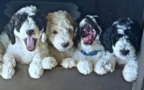 Mini goldendoodles and petite goldendoodles are hypoallergenic mini goldendoodles make wonderful pets. Goldendoodle Types Guide To The Doodle S Colors And Coats My Dogs Info