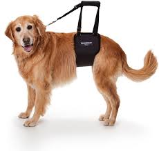 Lucy pet foundation by far is one of the best animal service companies! Modern Pets S Blog Modern Dog Magazine