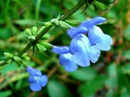 Image result for Halopegia azurea