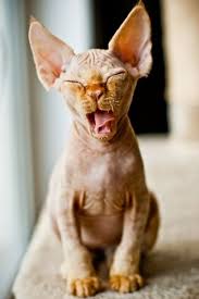 Pin On Lovely Devon Rex