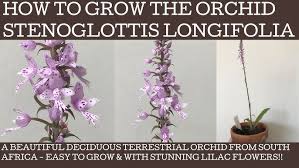 Image result for Stenoglottis