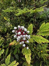 Image result for Walleria mackenziei