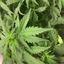Check spelling or type a new query. Leaves Edges Burnt Leaves Curl Up Grow Question By Stonermike Growdiaries