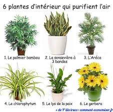 6 Plantes D Interieur Qui Purifient L Air Deco Plantes Plante Interieur Plante Verte