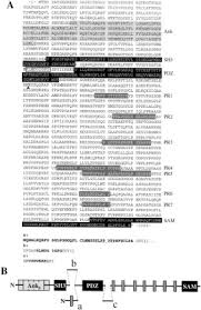 The novel has had a tremendous impact on entertainment and publishing markets. Somatostatin Receptor Interacting Protein Defines A Novel Family Of Multidomain Proteins Present In Human And Rodent Brain Journal Of Biological Chemistry