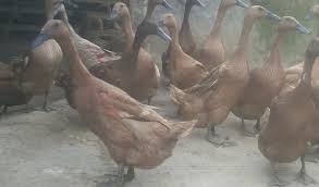 Berapa Update Harga Bebek Petelur 2021 Aplikasi Pertanian Media Agribisnis Gdm Agri