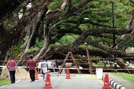Fresh air and nice sightseeing. Pokok Tertua Di Taman Tasik Taiping Tumbang Jua Akhirnya Catatan Travel Sabrina